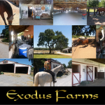 Exodus_Collage