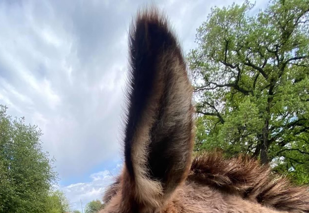 Donkey ear