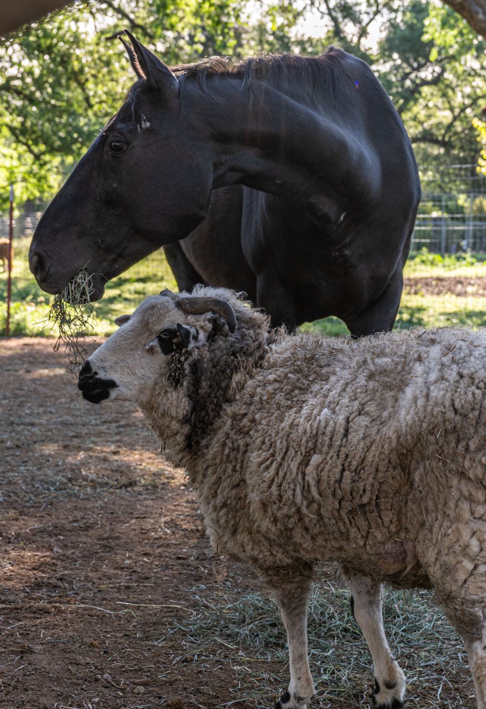 Coal and Larry