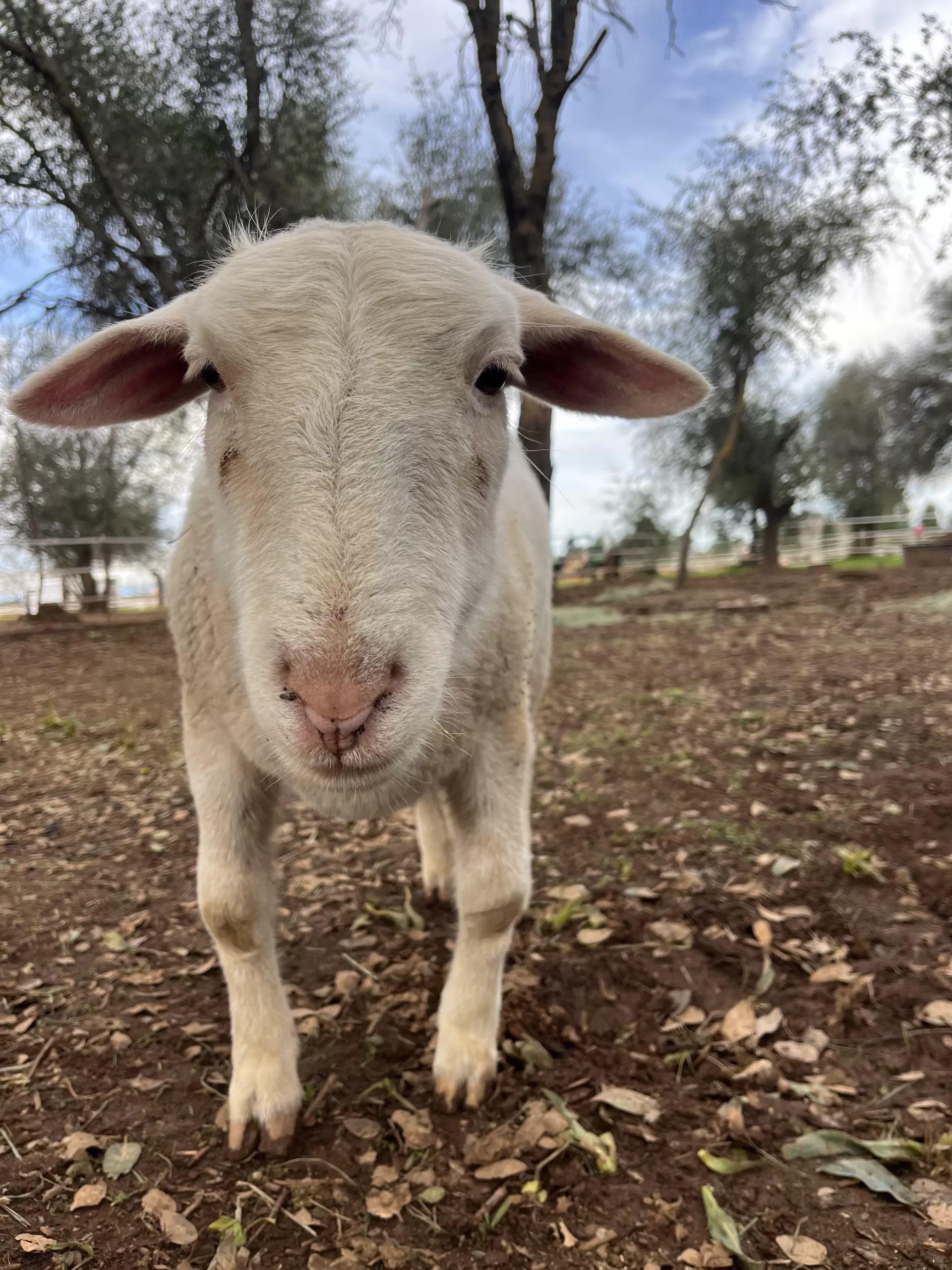 Daisy Bio Photo